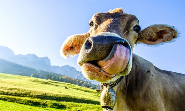 Cow versus Climate: A Policy Minefield And Trillion Dollar Opportunity