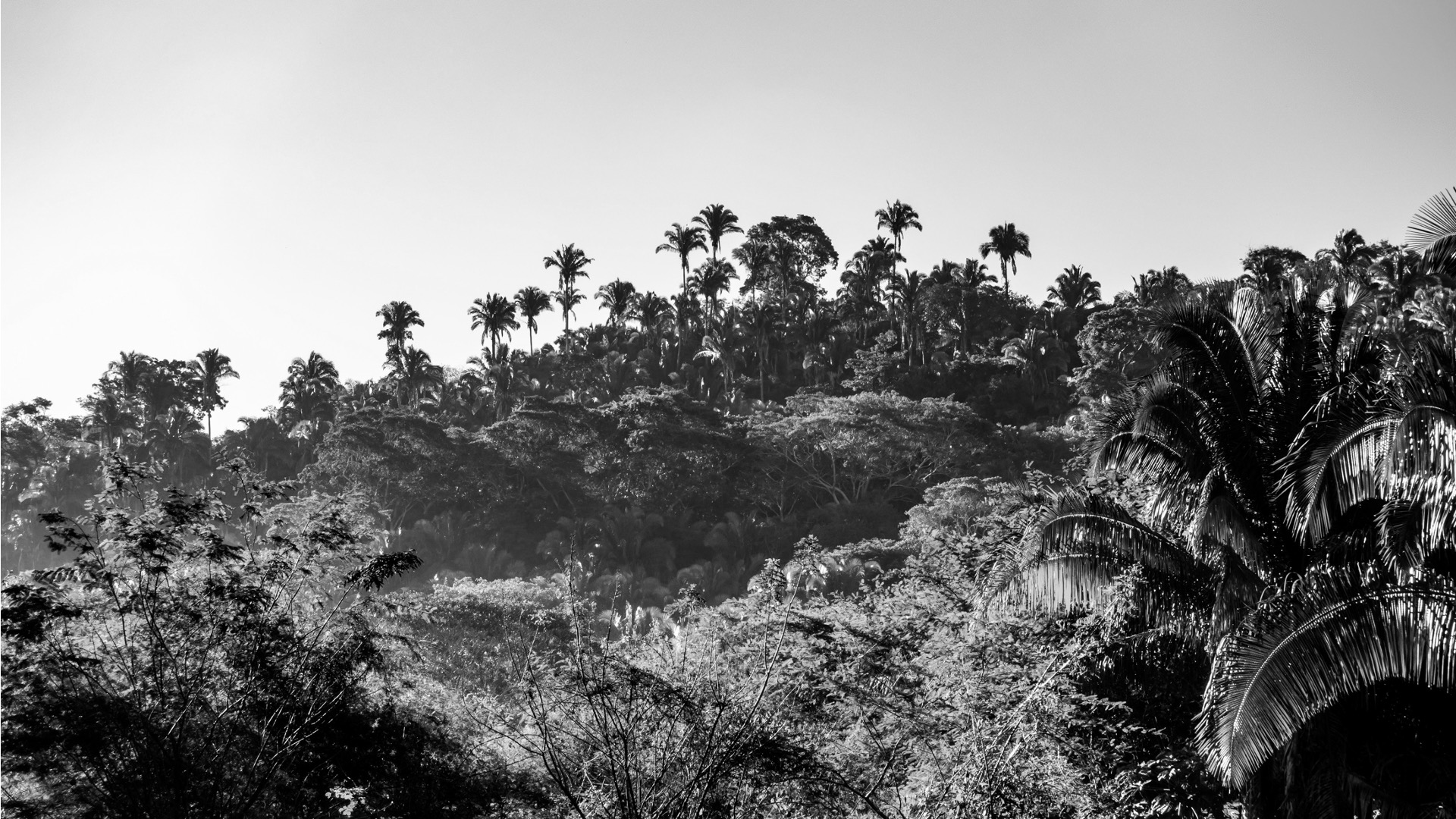 Carbon Markets: Don't Stop 'Til You Offset Enough