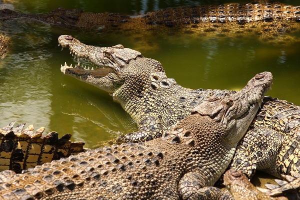 Darwin Crocodiles