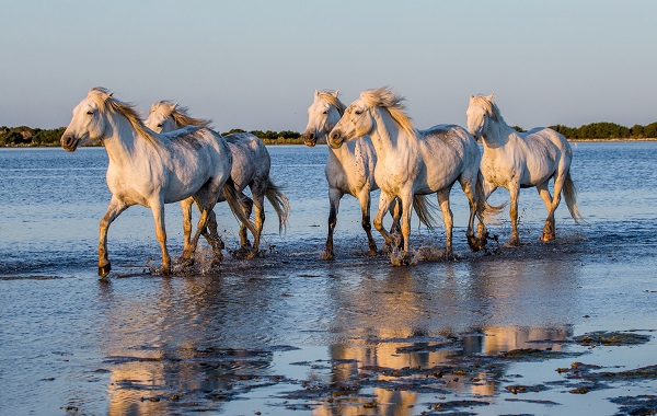 Camargue Horses