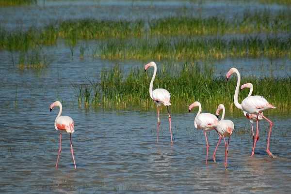 Donana National Park