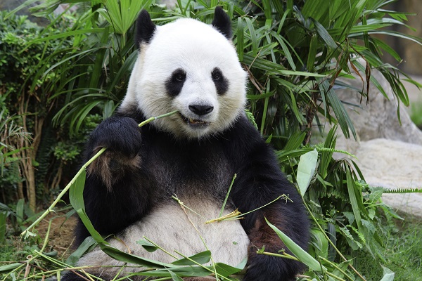 Panda Eating Bamboo