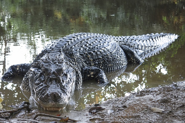 Black Caiman