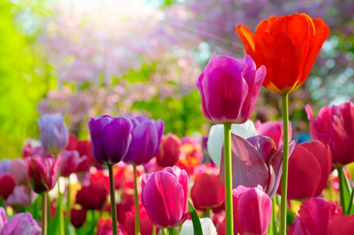 Amsterdam Tulip Field