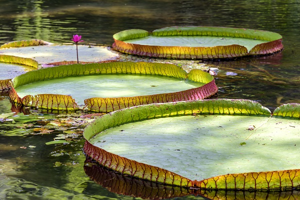 Giant Water Lilies Amazon