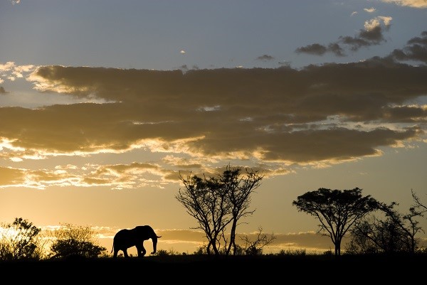 Elephant Silhouette