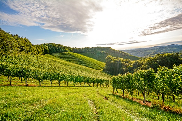 Burgundy Vinyard