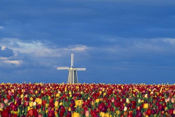 Tulips and Windmill