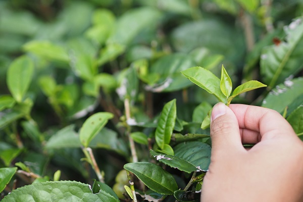 Tea Picking