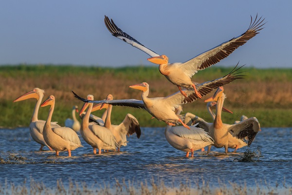 Stalks In The Danube Delta