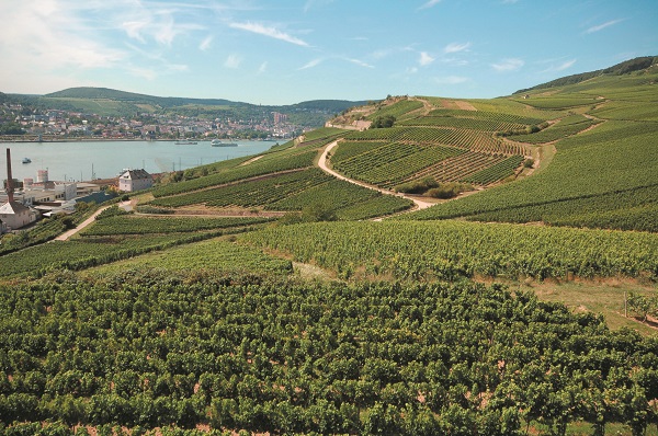 Rhine Vineyard