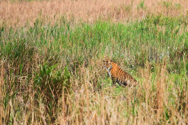 Tiger In Kaziranga National Park