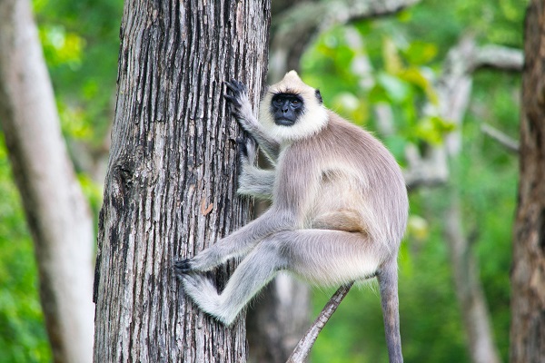 Langur