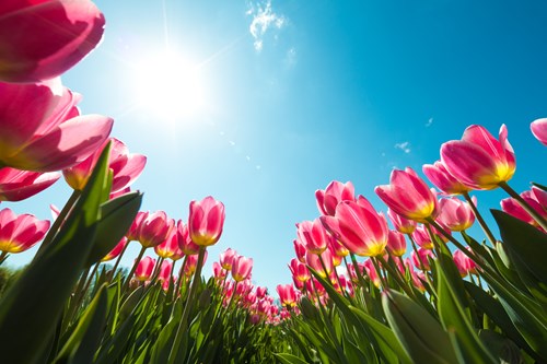 Tulip Field Closeup