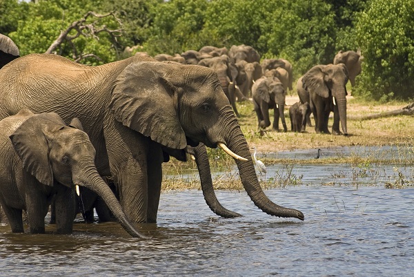 Chobe River Safari