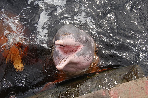 Amazon Pink River Dolphin