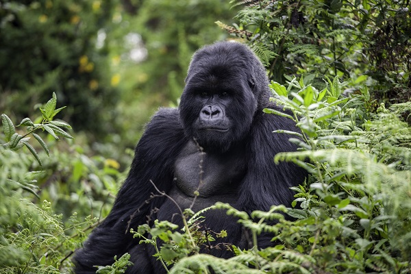 Rwanda Gorilla