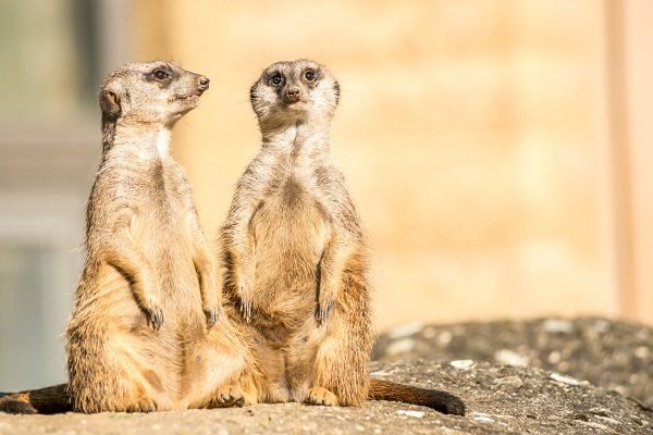 Basel Zoo Meerkats