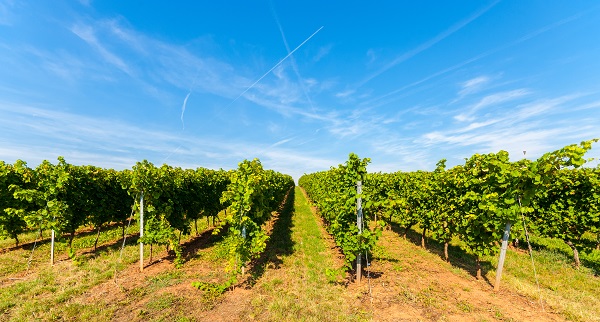 Vineyards of the Rhinehessen