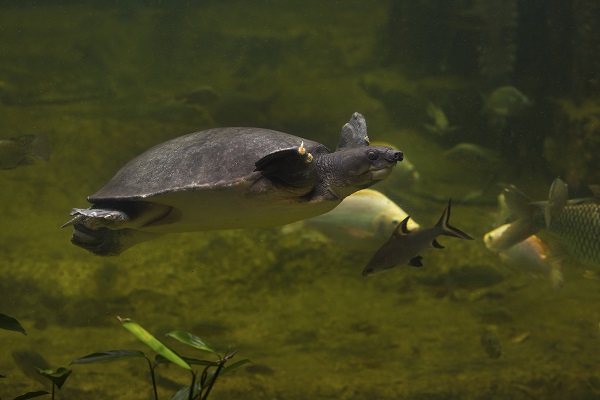 Turtle In Sepik River