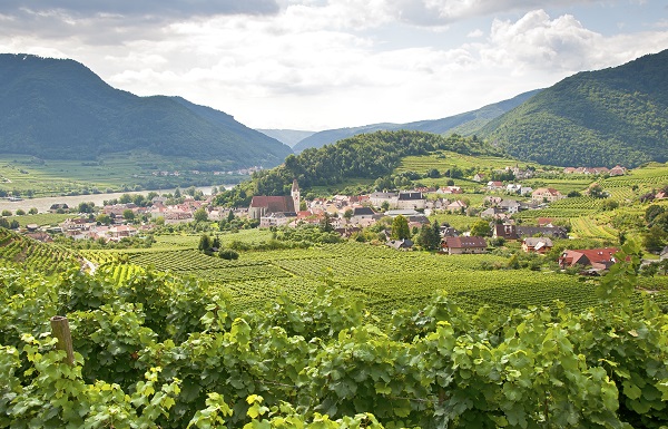 Vineyard At Spitz