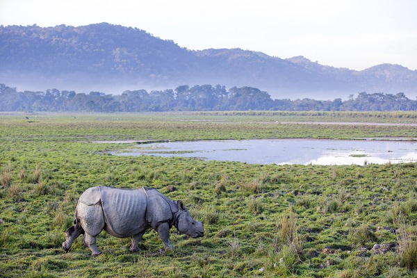 Kaziranga National Park