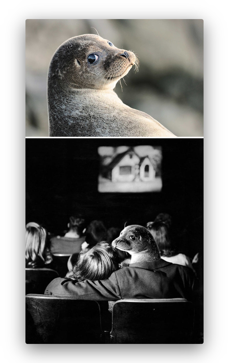 image of a seal flawlessly imposed into a movie theatre setting