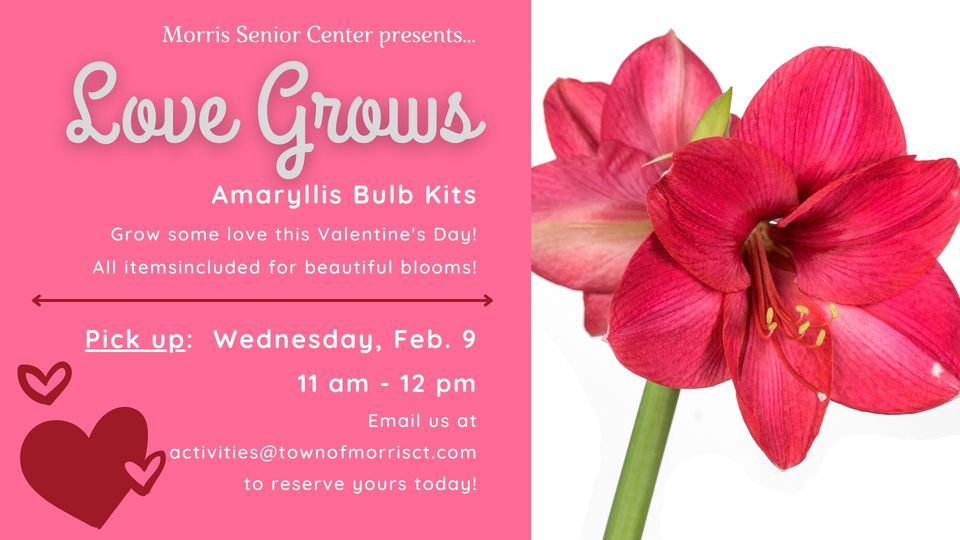 Event Love Grows Kit! (An Amaryllis Bulb Kit!) Town of Morris, CT