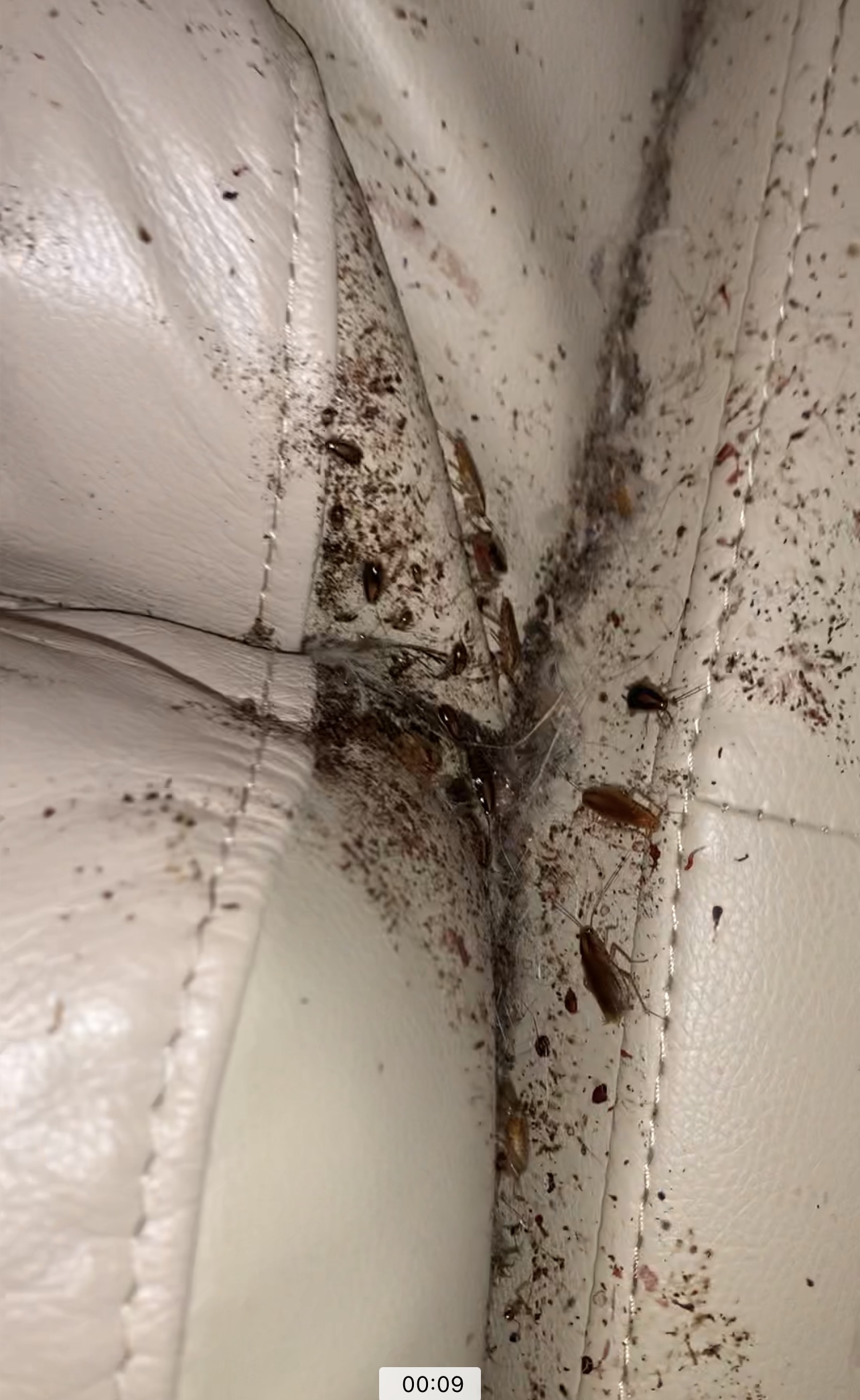 what does a nest of german roaches look like