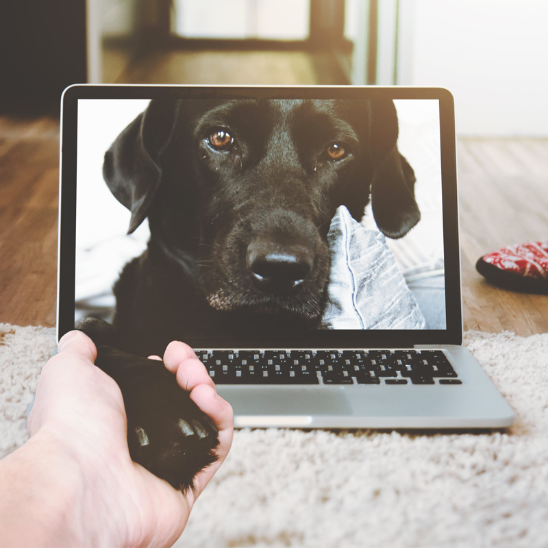 Streamline Your Pet Care Business with the Right Management Software A