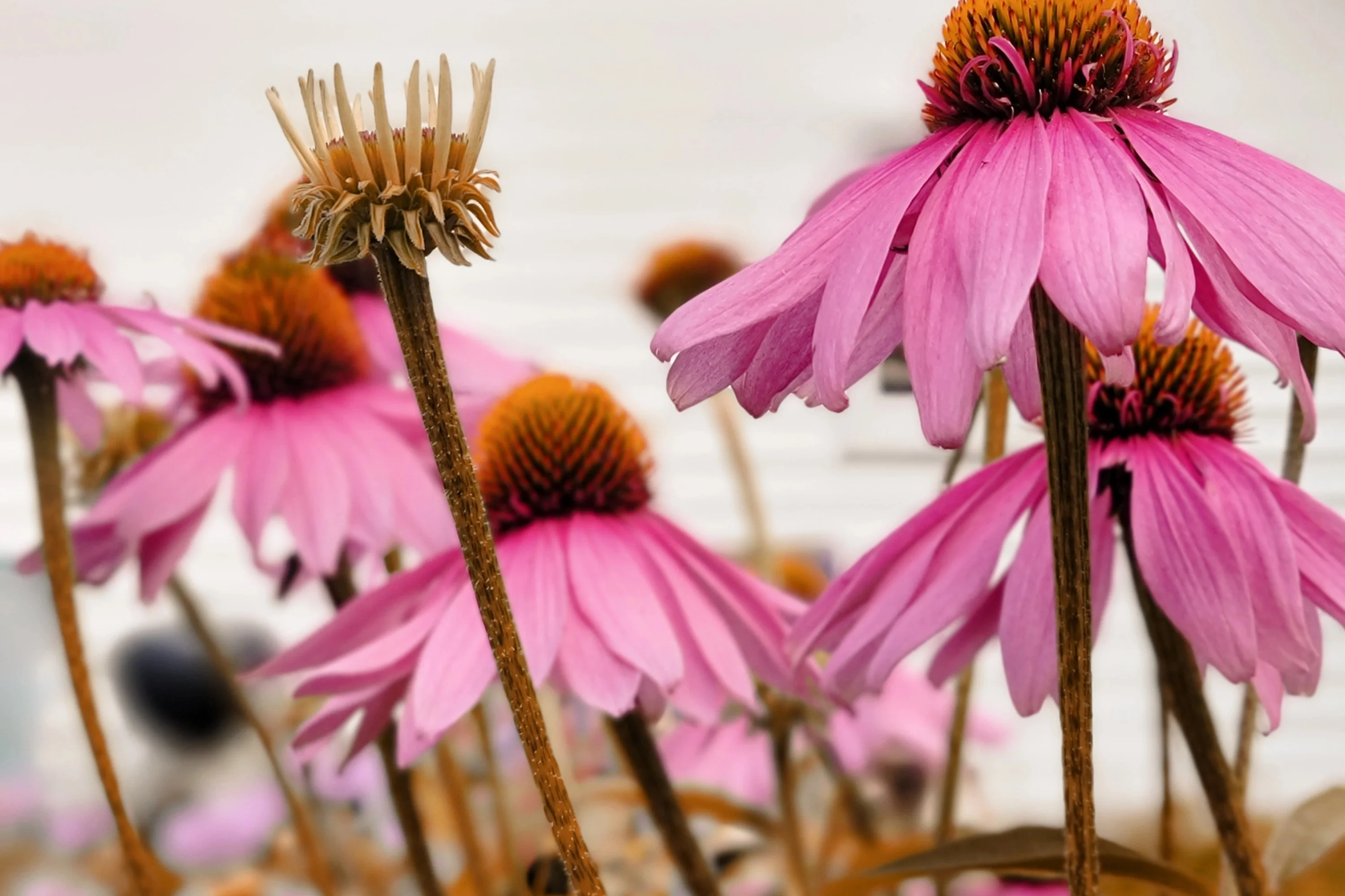 What Are the Most Effective Natural Antifungal Herbs and Supplements?