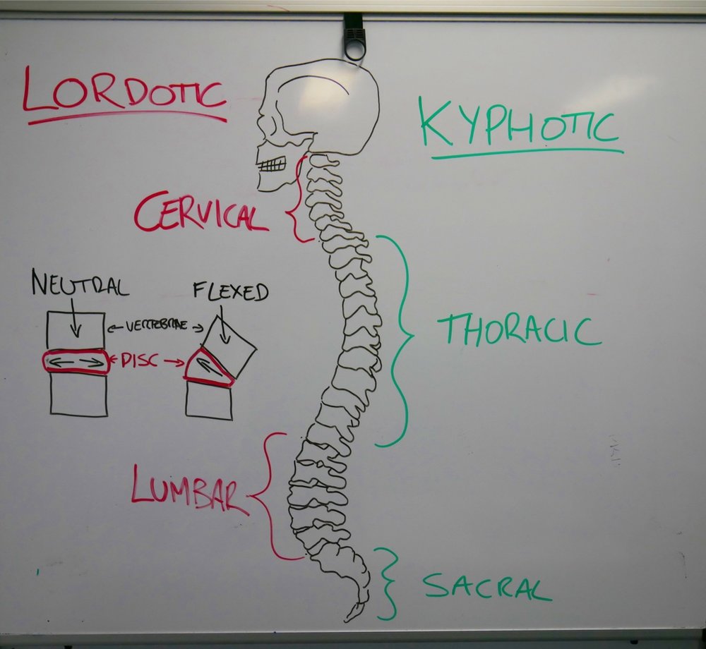 Neutral spine