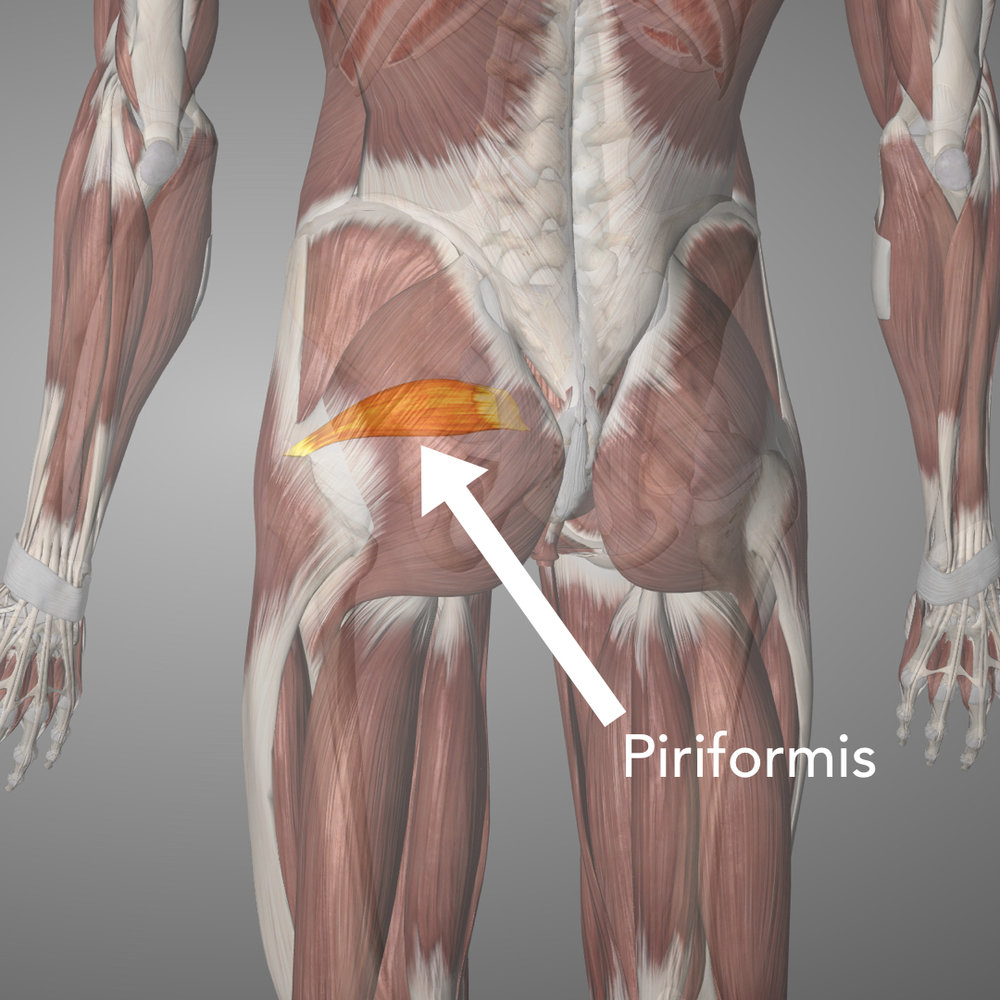 The Piriformis sits right in the middle of the butt cheek, directly under the glute max