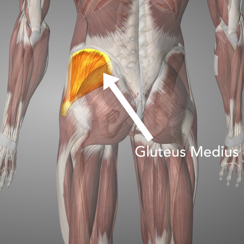Focus on the posterior fibres of glute med and the top of glute max, rolling just below the iliac crest of the pelvis