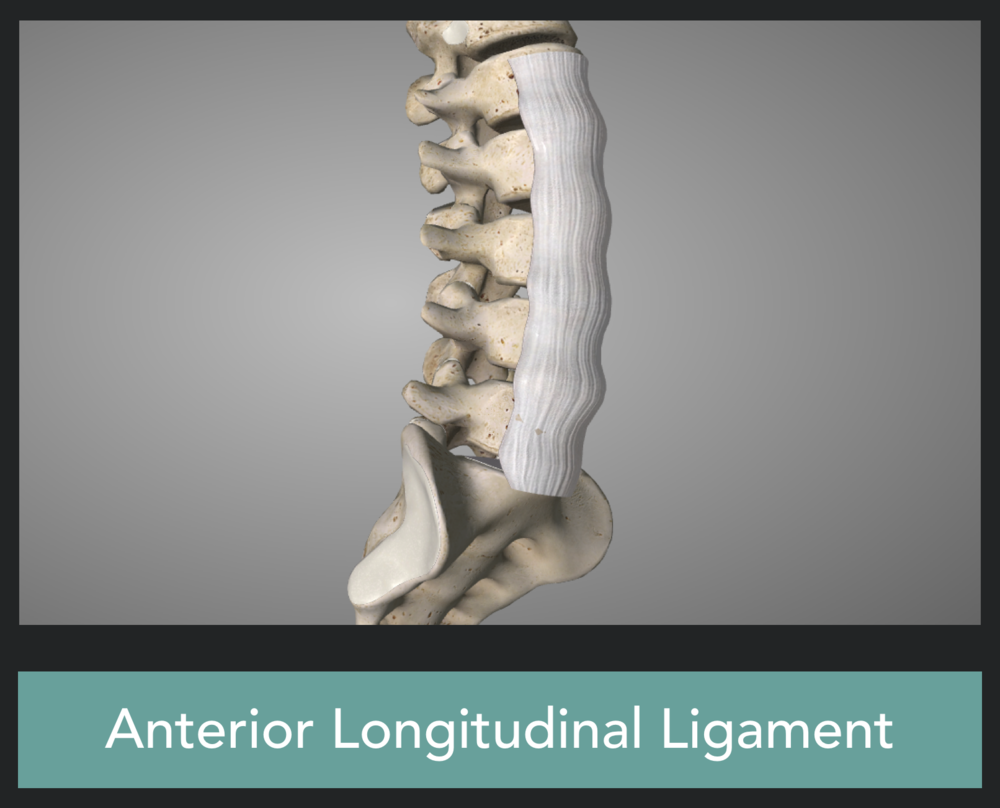 Anterior longitudinal ligament