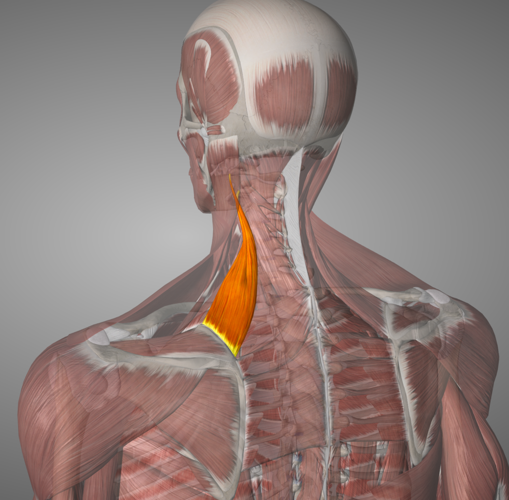 Levator Scap, little muscle, big headache. Literally