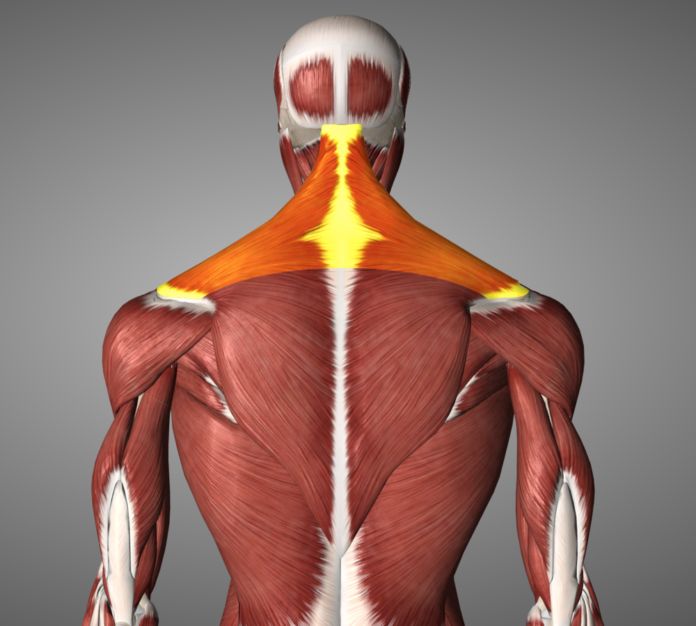 upper traps