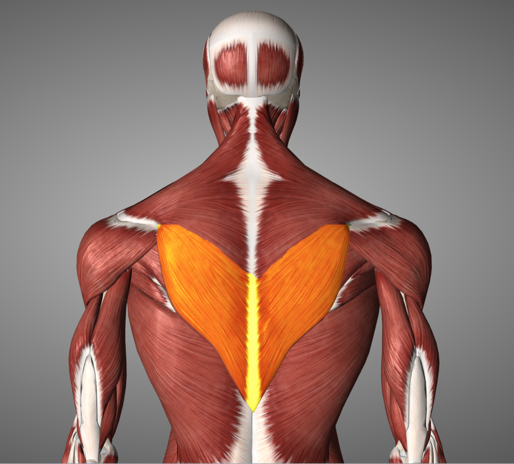 The lower traps