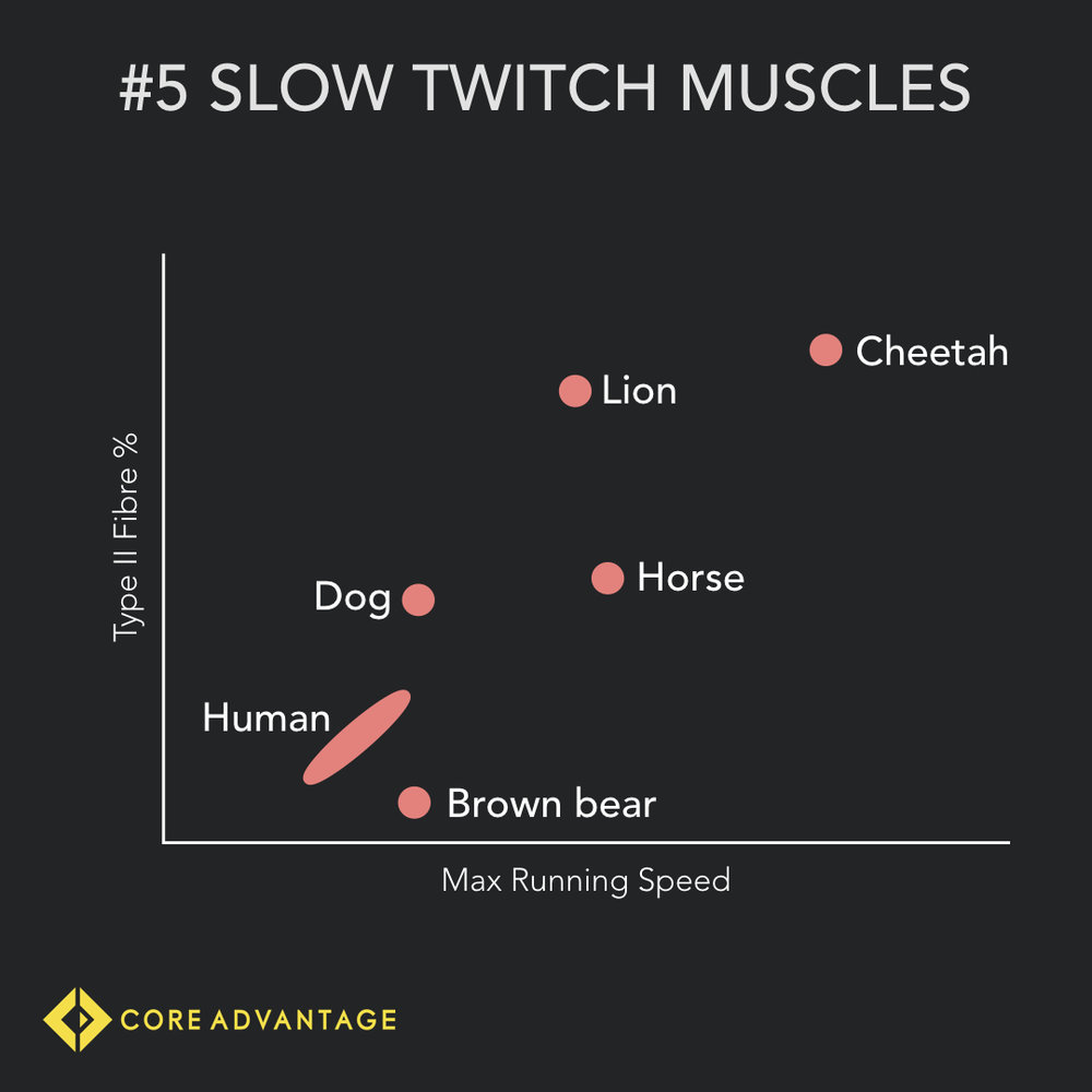 #5 Slow Twitch Muscle Fibres
