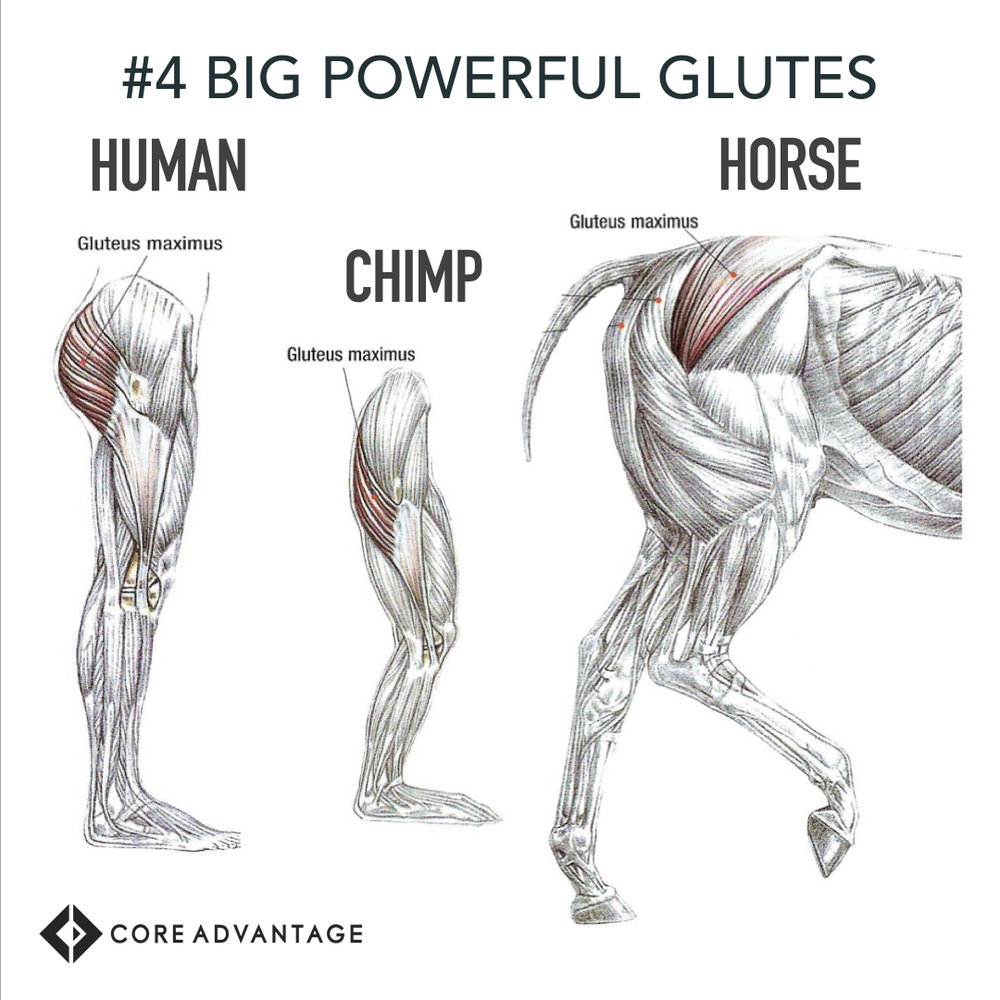 #4 Big, Powerful Glutes