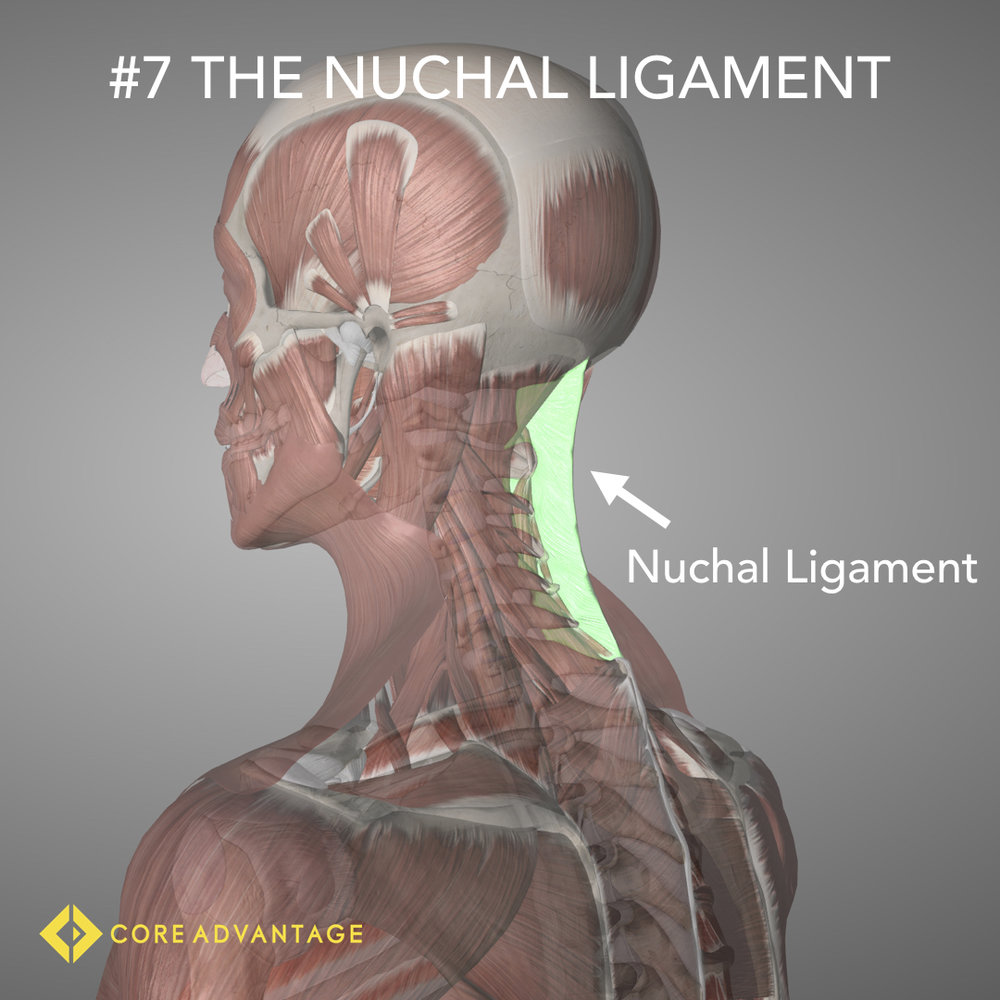#7 The Nuchal Ligament