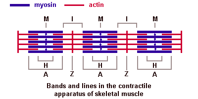 The classic interpretation of the sliding filaments. It's amazing that even in 2017 this is still only a 'theory'.