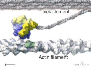 The Myosin head (colourful part) binds to the actin filament and drags it along shortening the sarcomere and creating muscular contraction