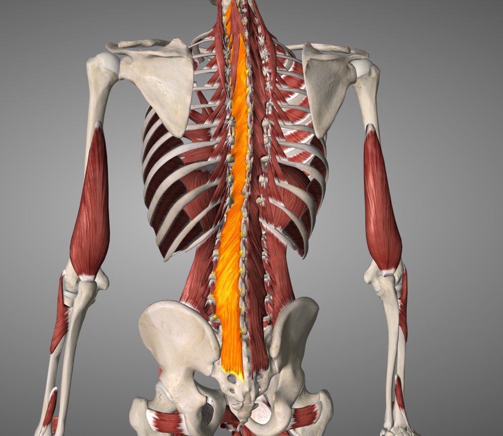 Multifidus runs the entire length of the spine connecting each vertebrae to the one above and below. This article is focused on the lumbar portions of multifidus.