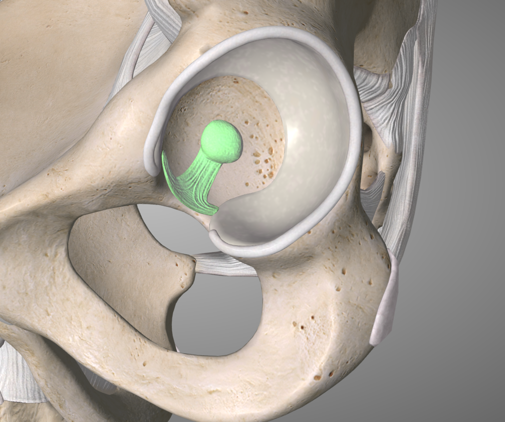 The Ligamentum Teres sits inside the acetabulum and keeps the head of the femur firmly in the joint socket