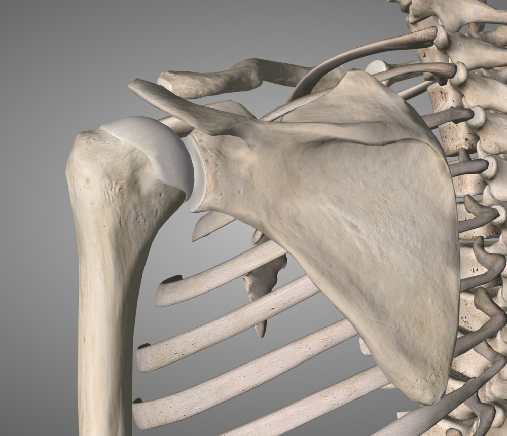 The shoulder. Anyone's guess where it might go
