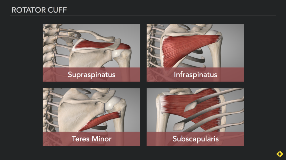 rotator cuff