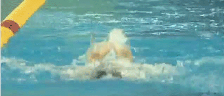 Butterfly swimming gif