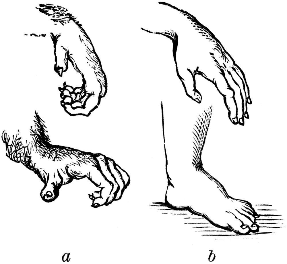 Human's have evolved very specific features seperate from other primates that help us run and walk upright much more efficiently
