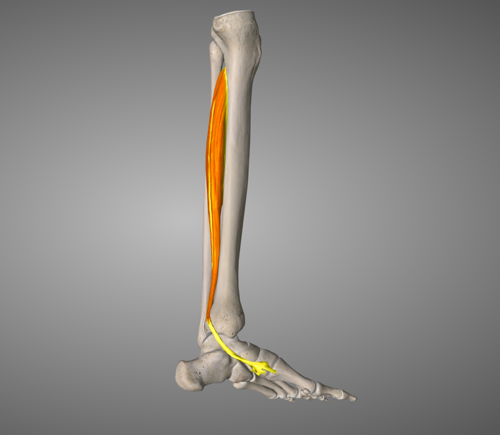 Tib Post: Your natural inbuilt orthotic muscle.